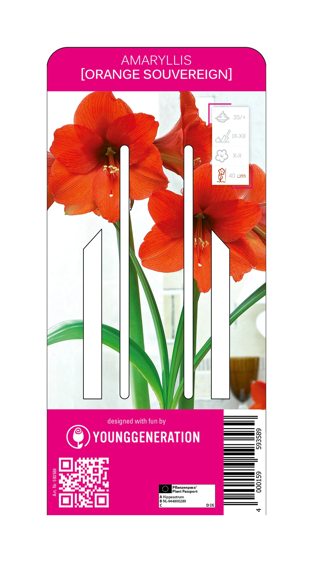 Ritterstern Orange Souvereign (1 Stück) | Amaryllis Von Young Generation 1 Ritterstern Orange Souvereign (1 Stück) | Amaryllis Von Young Generation