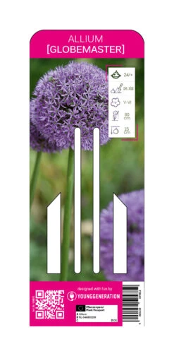 Zierlauch Globemaster (1 Stück) | Zierlauch Von Young Generation