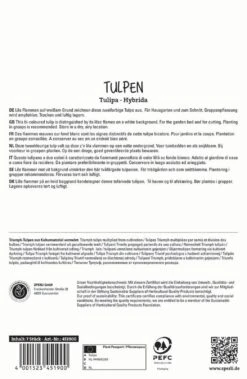 Tulpe Flaming Flag (7 Stück) | Triumph-Tulpen Von Sperli