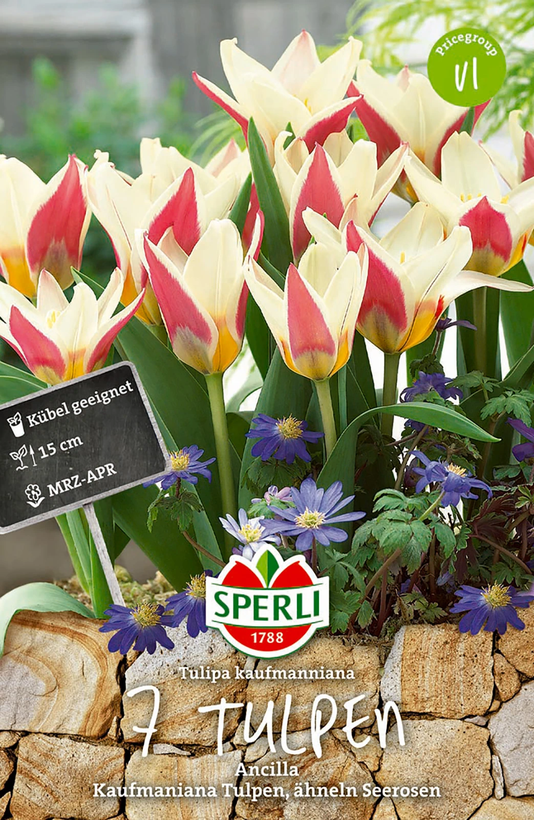 Tulpe Ancilla (7 Stück) | Kaufmanniana-Tulpen Von Sperli 1 Tulpe Ancilla (7 Stück) | Kaufmanniana-Tulpen Von Sperli
