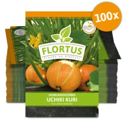 Hokkaidokürbis Uchiki Kuri (100 Stück) | Hokkaidokürbissamen Von FLORTUS -Angebote Pegasus Store 549859 Hokkaidokuerbis Uchiki Kuri 100 Stueck 2000 0476 100x 0