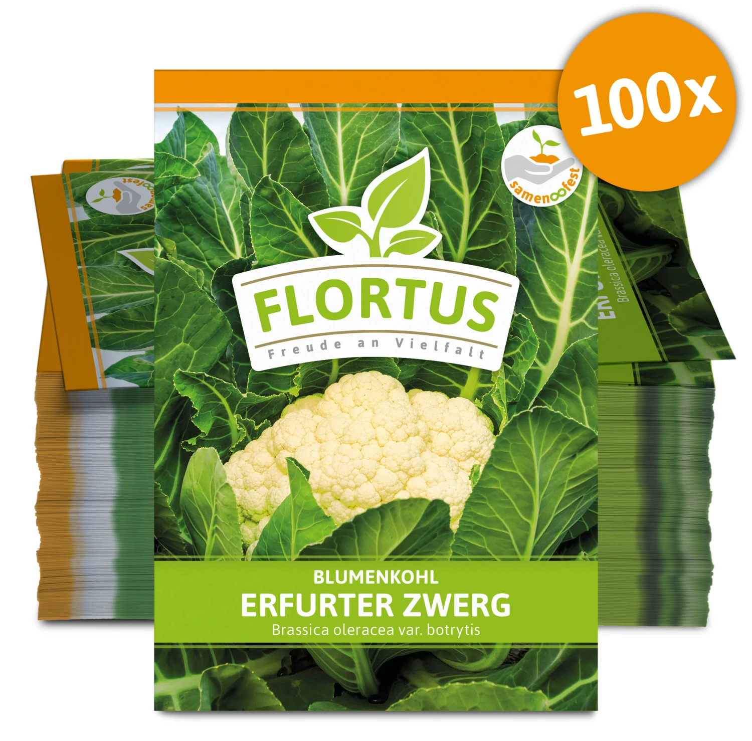Blumenkohl Erfurter Zwerg (100 Stück) | Blumenkohlsamen Von FLORTUS 1 Blumenkohl Erfurter Zwerg (100 Stück) | Blumenkohlsamen Von FLORTUS