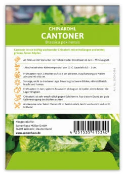 Chinakohl Cantoner (100 Stück) | Chinakohlsamen Von FLORTUS