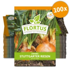 Zwiebel Stuttgarter Riesen (100 Stück) | Zwiebelsamen Von FLORTUS -Angebote Pegasus Store 549873 Zwiebel Stuttgarter Riesen 100 Stueck 2000 0490 100x 0