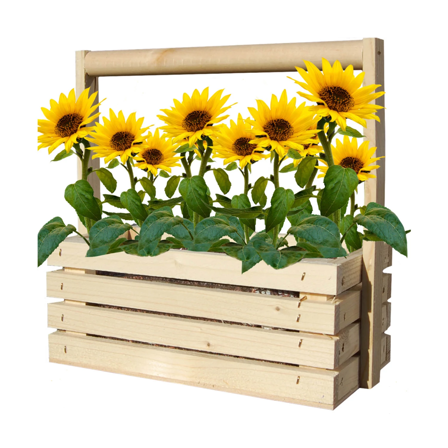 Fresh-Farm Sonnenblume Mini | Anzuchtsets Von Baza 2 Fresh-Farm Sonnenblume Mini | Anzuchtsets Von Baza – Bild 2