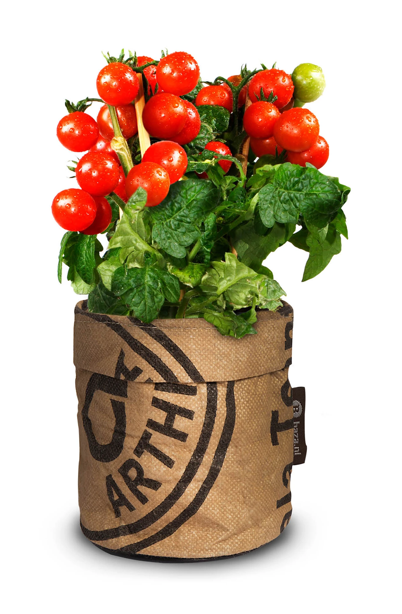 Greensquad Snack-Tomaten | Anzuchtsets Von Baza 1 Greensquad Snack-Tomaten | Anzuchtsets Von Baza