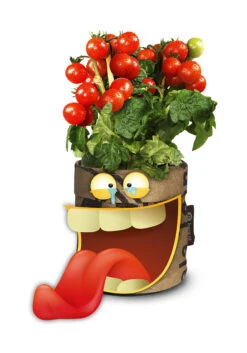 Greensquad Snack-Tomaten | Anzuchtsets Von Baza 8 Greensquad Snack-Tomaten | Anzuchtsets Von Baza -Angebote Pegasus Store 550259 Greensquad Snack Tomaten 18027709 bz 2