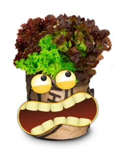 Greensquad Knackiger Salat | Anzuchtsets Von Baza