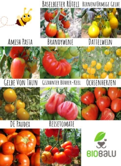 Tomatensamen 10 Alte Sorten Set | BIO Gemüsesamen-Sets Von Biobalu 8 Tomatensamen 10 Alte Sorten Set | BIO Gemüsesamen-Sets Von Biobalu -Angebote Pegasus Store 550612 BIO Tomatensamen 10 Alte Sorten Set BB1006 3