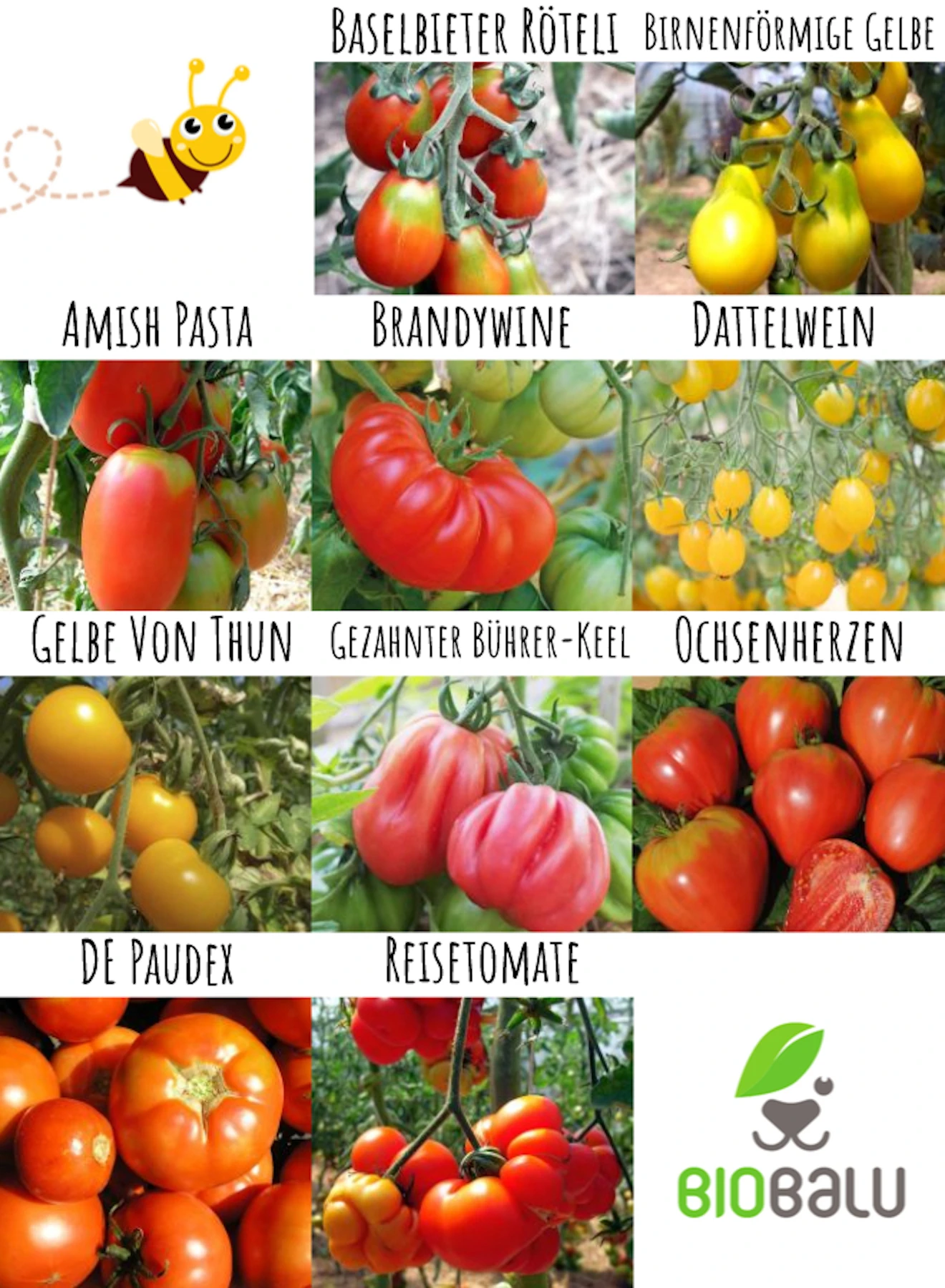 Tomatensamen 10 Alte Sorten Set | BIO Gemüsesamen-Sets Von Biobalu 4 Tomatensamen 10 Alte Sorten Set | BIO Gemüsesamen-Sets Von Biobalu – Bild 4