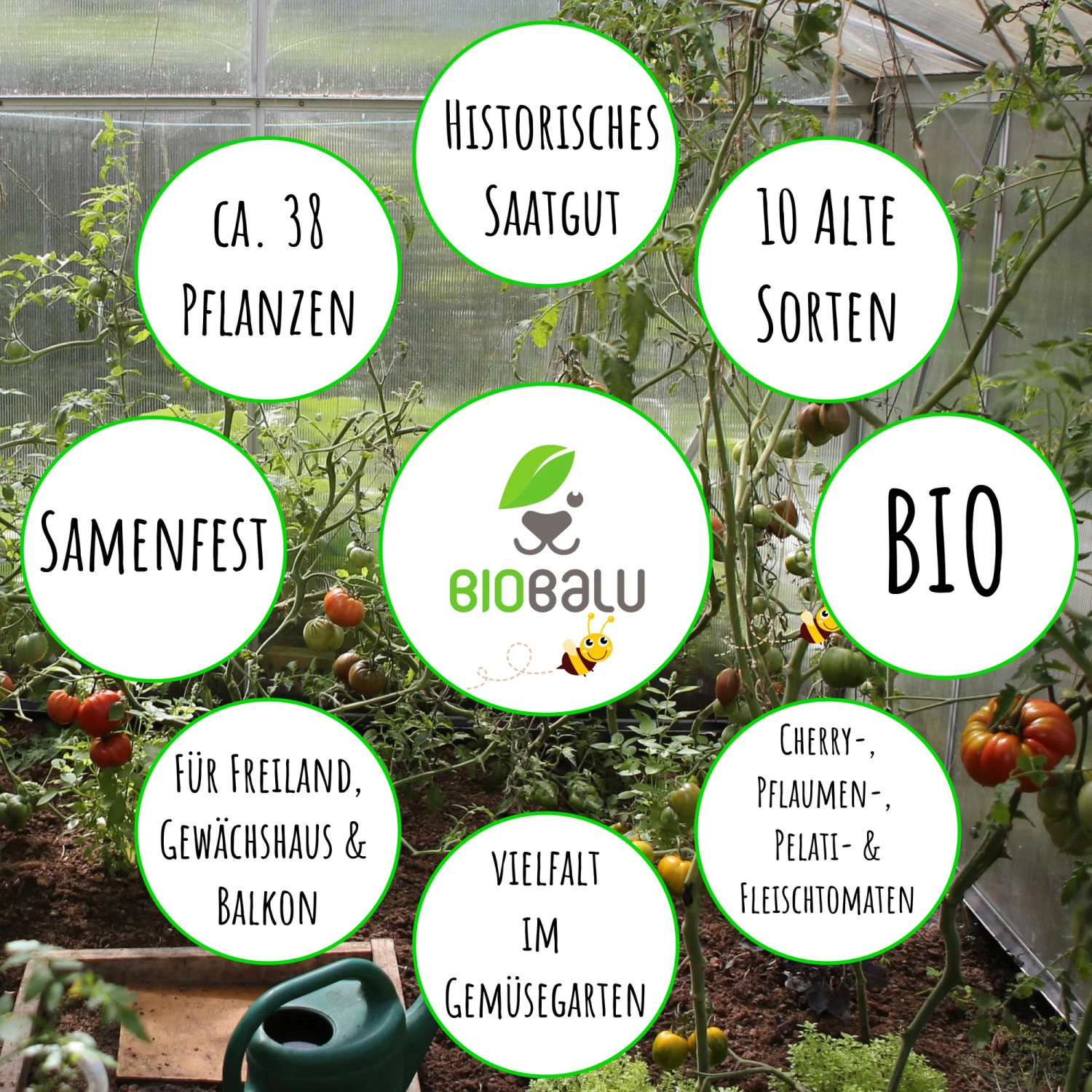 Tomatensamen 10 Alte Sorten Set | BIO Gemüsesamen-Sets Von Biobalu 2 Tomatensamen 10 Alte Sorten Set | BIO Gemüsesamen-Sets Von Biobalu – Bild 2