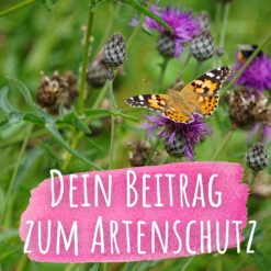 Bienenweide Mit Wildgräsern (Naturwiese) | Bienenwiese Von Biobalu -Angebote Pegasus Store 550629 Bienenweide mit Wildgraesern Naturwiese BB1016 4