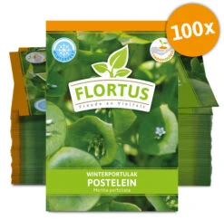 Winterportulak Postelein (100 Tütchen) | Portulaksamen Von FLORTUS 11 Winterportulak Postelein (100 Tütchen) | Portulaksamen Von FLORTUS -Angebote Pegasus Store 551880 Winterportulak Postelein 100 Tuetchen 2000 0562 100x 0