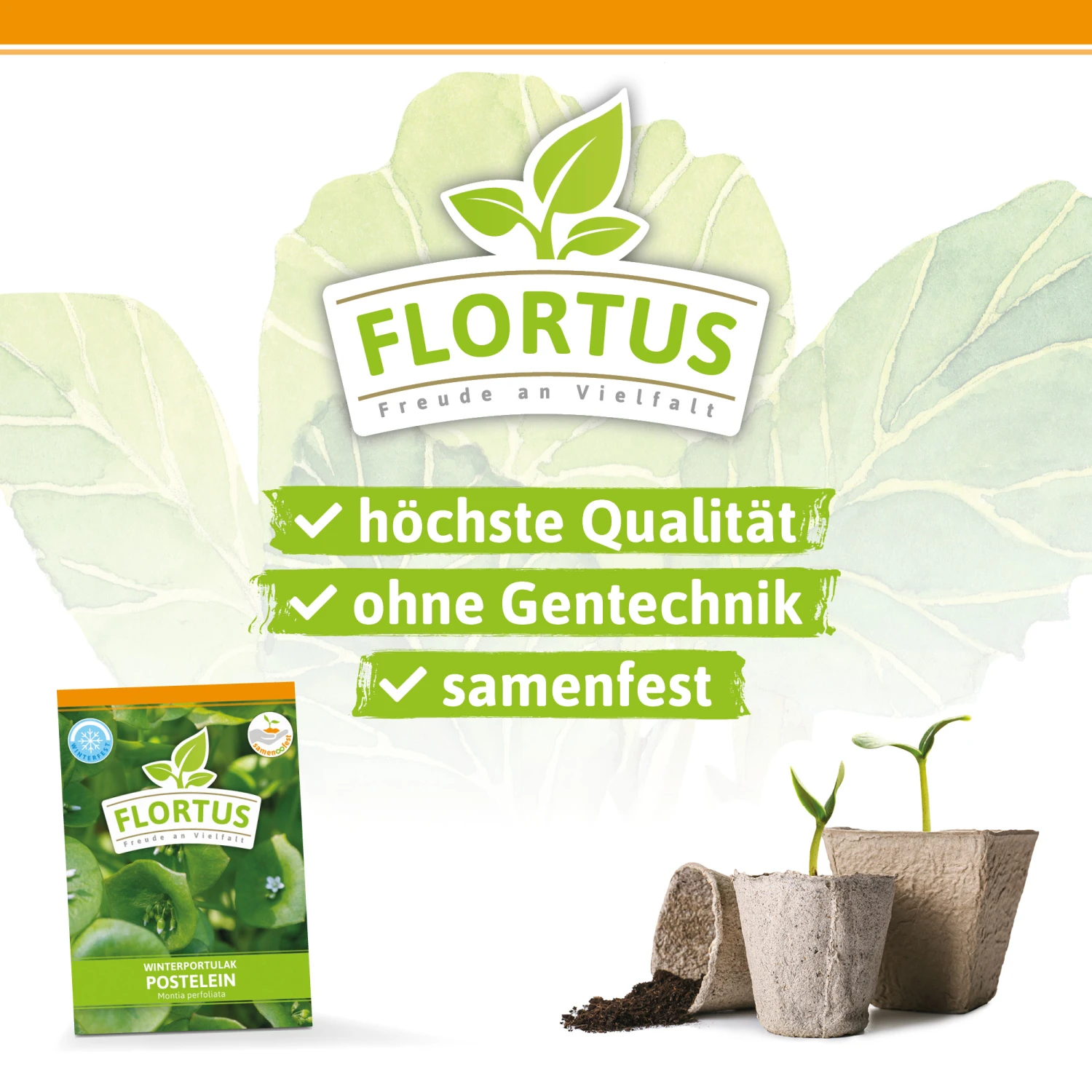 Winterportulak Postelein (100 Tütchen) | Portulaksamen Von FLORTUS 2 Winterportulak Postelein (100 Tütchen) | Portulaksamen Von FLORTUS – Bild 2