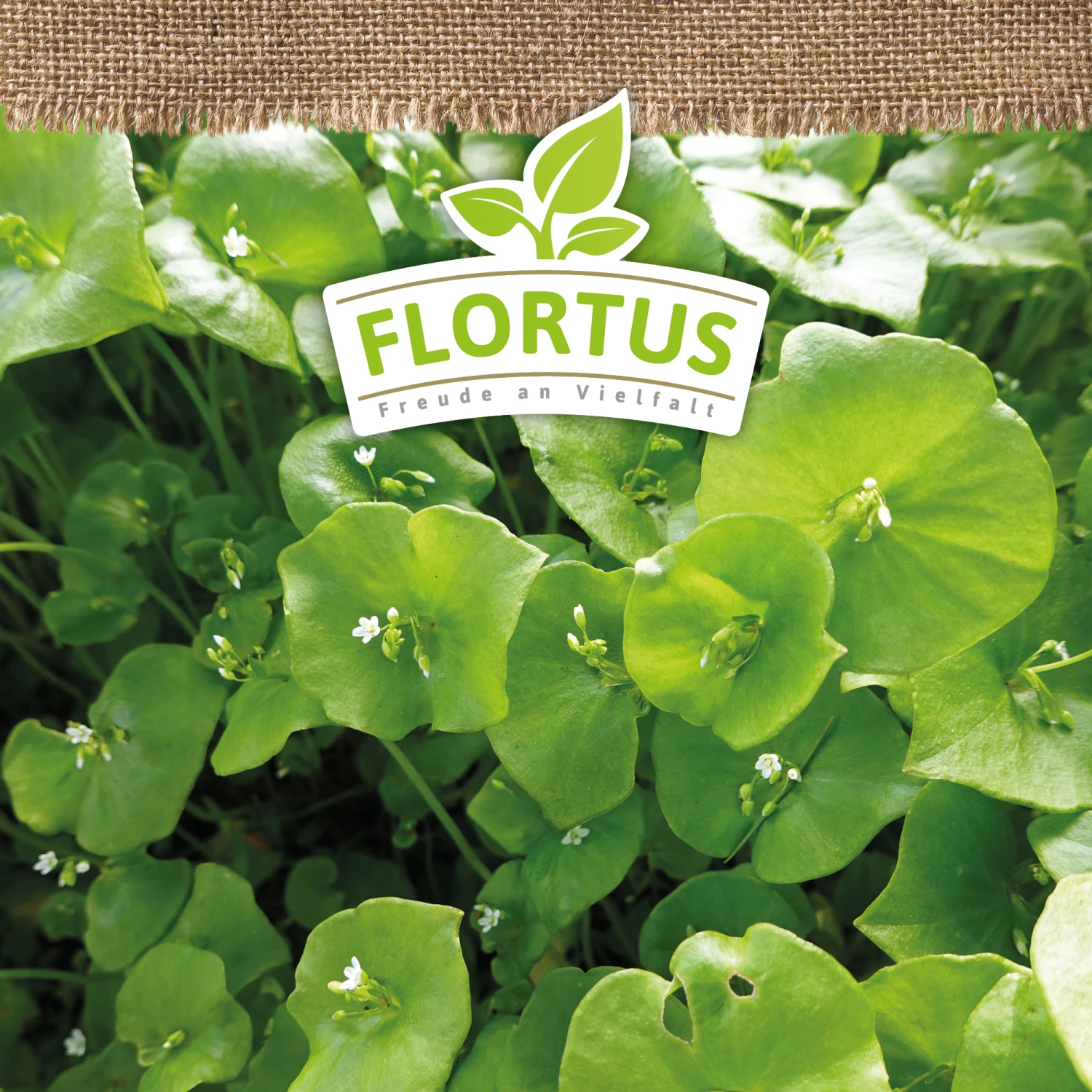 Winterportulak Postelein (100 Tütchen) | BIO Portulaksamen Von FLORTUS 2 Winterportulak Postelein (100 Tütchen) | BIO Portulaksamen Von FLORTUS – Bild 2