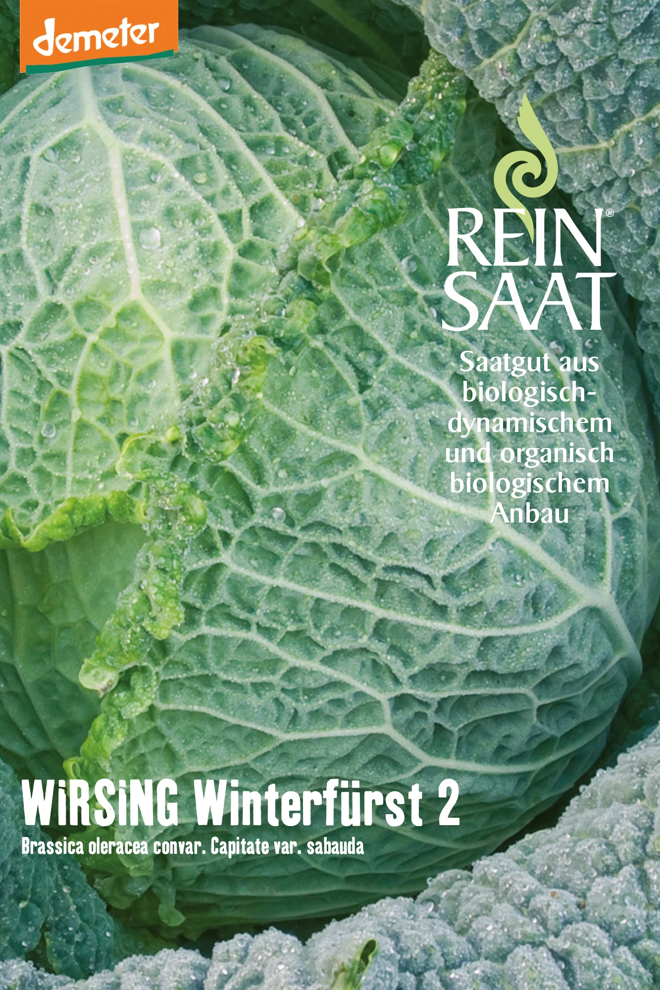 Wirsing Winterfürst 2 | BIO Wirsingsamen Von Reinsaat 1 Wirsing Winterfürst 2 | BIO Wirsingsamen Von Reinsaat