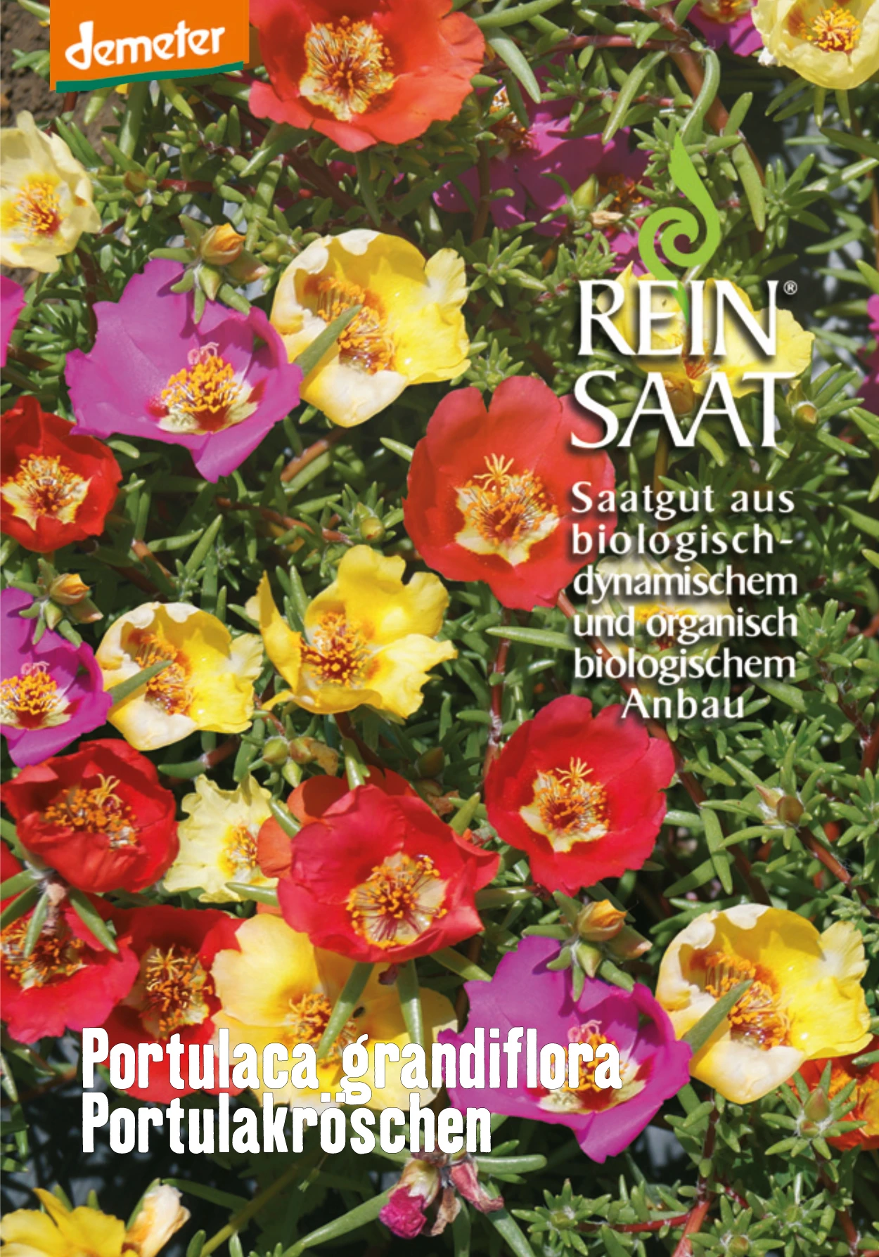 Portulakröschen | BIO Portulaksamen Von Reinsaat 1 Portulakröschen | BIO Portulaksamen Von Reinsaat