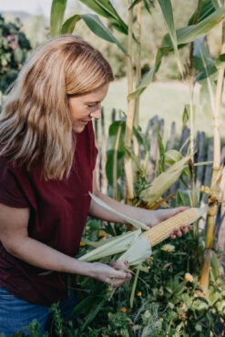 Mais Sweet Nugget F1 | Maissamen Von Nelson Garden