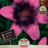 Lilie Purple Dream (2 Stück) | Lilienzwiebeln Von Sperli