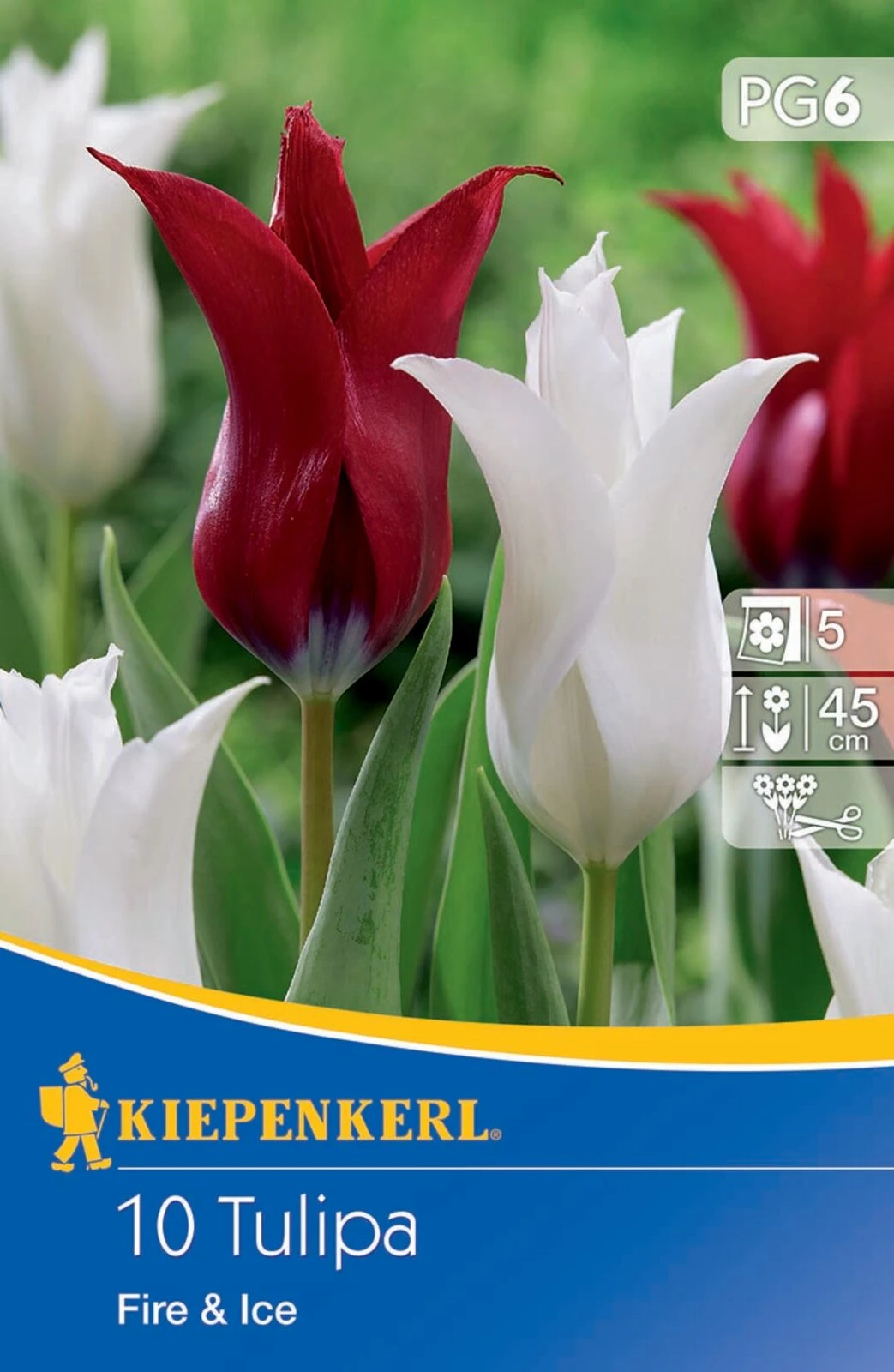 Tulpen Mix Fire And Ice (10 Stück) | Tulpenzwiebeln Von Kiepenkerl 2 Tulpen Mix Fire And Ice (10 Stück) | Tulpenzwiebeln Von Kiepenkerl – Bild 2