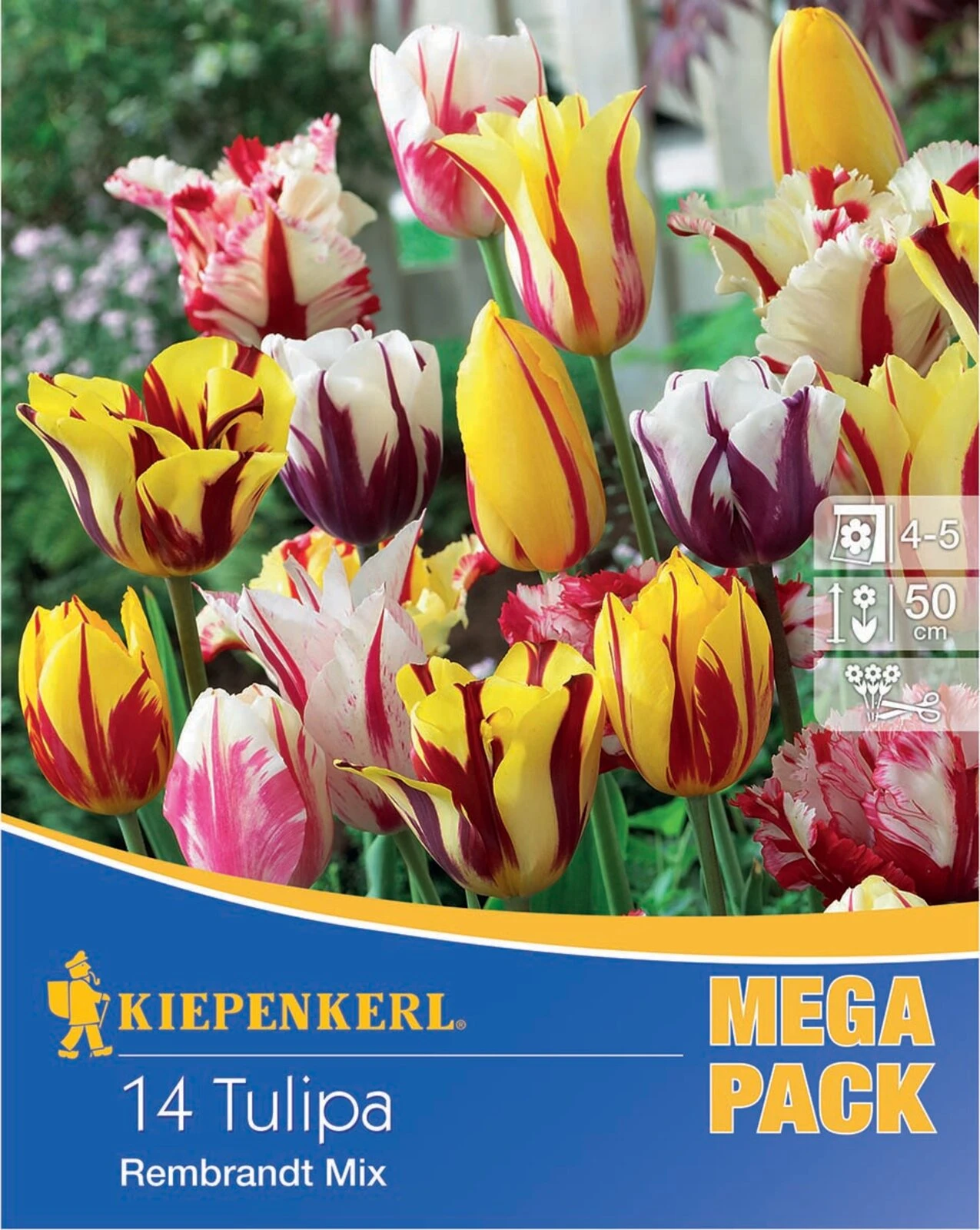 Mega-Pack Rembrandt-Tulpen Mischung (14 Stück) | Tulpenzwiebeln Von Kiepenkerl 1 Mega-Pack Rembrandt-Tulpen Mischung (14 Stück) | Tulpenzwiebeln Von Kiepenkerl