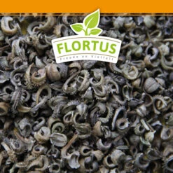 Ringelblumen Mischung | Blumenwiese Von FLORTUS 9 Ringelblumen Mischung | Blumenwiese Von FLORTUS -Angebote Pegasus Store 554533 Ringelblumen Mischung 1 kg 530747 Ringelblumen Mischung 1 kg 2000 0209 6