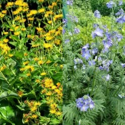 Stauden Bienenweide | BIO Bienenwiese Von Biobalu 13 Stauden Bienenweide | BIO Bienenwiese Von Biobalu -Angebote Pegasus Store 554548 BIO Stauden Bienenweide BB1023 2