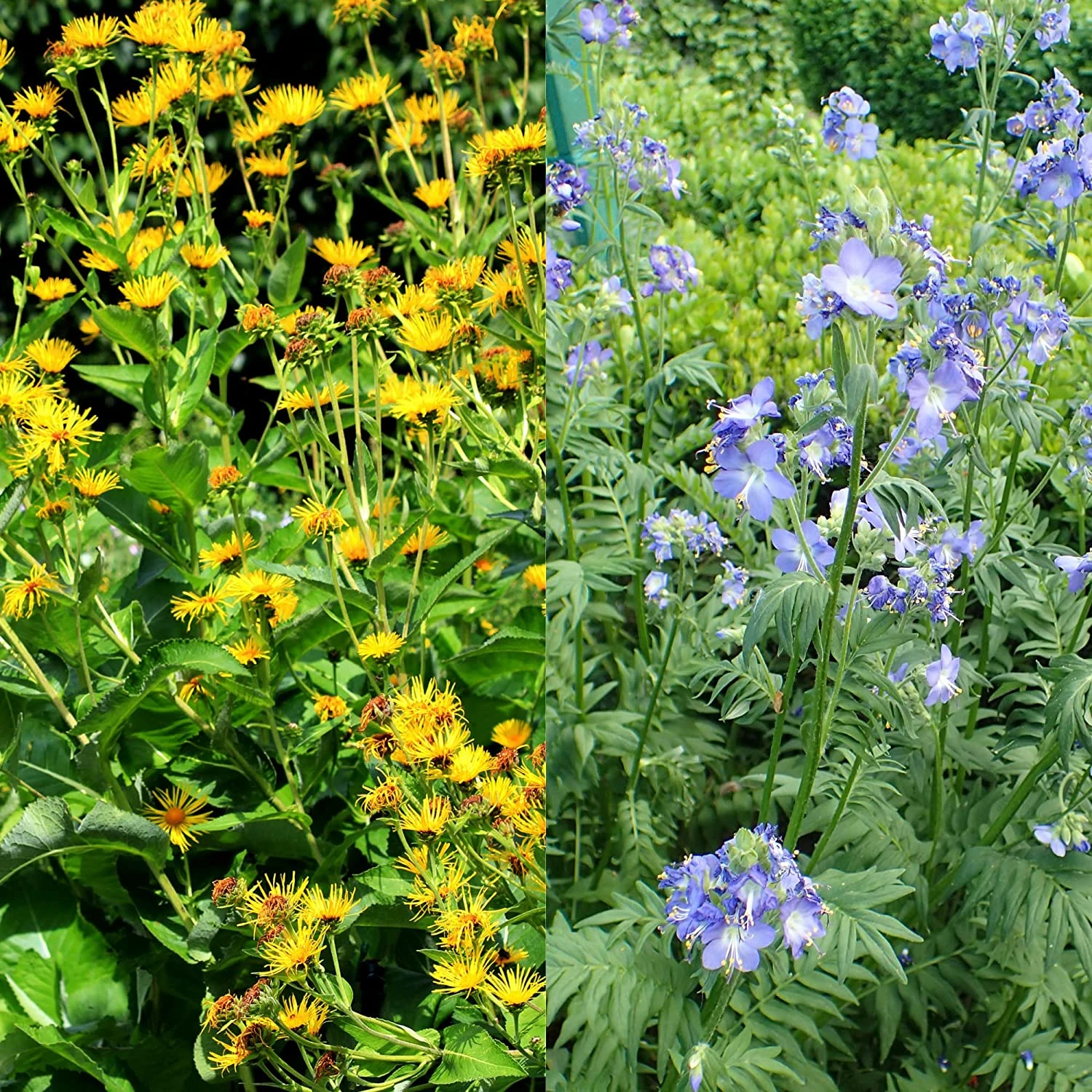 Stauden Bienenweide | BIO Bienenwiese Von Biobalu 7 Stauden Bienenweide | BIO Bienenwiese Von Biobalu – Bild 7