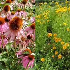 Stauden Bienenweide | BIO Bienenwiese Von Biobalu 12 Stauden Bienenweide | BIO Bienenwiese Von Biobalu -Angebote Pegasus Store 554548 BIO Stauden Bienenweide BB1023 3