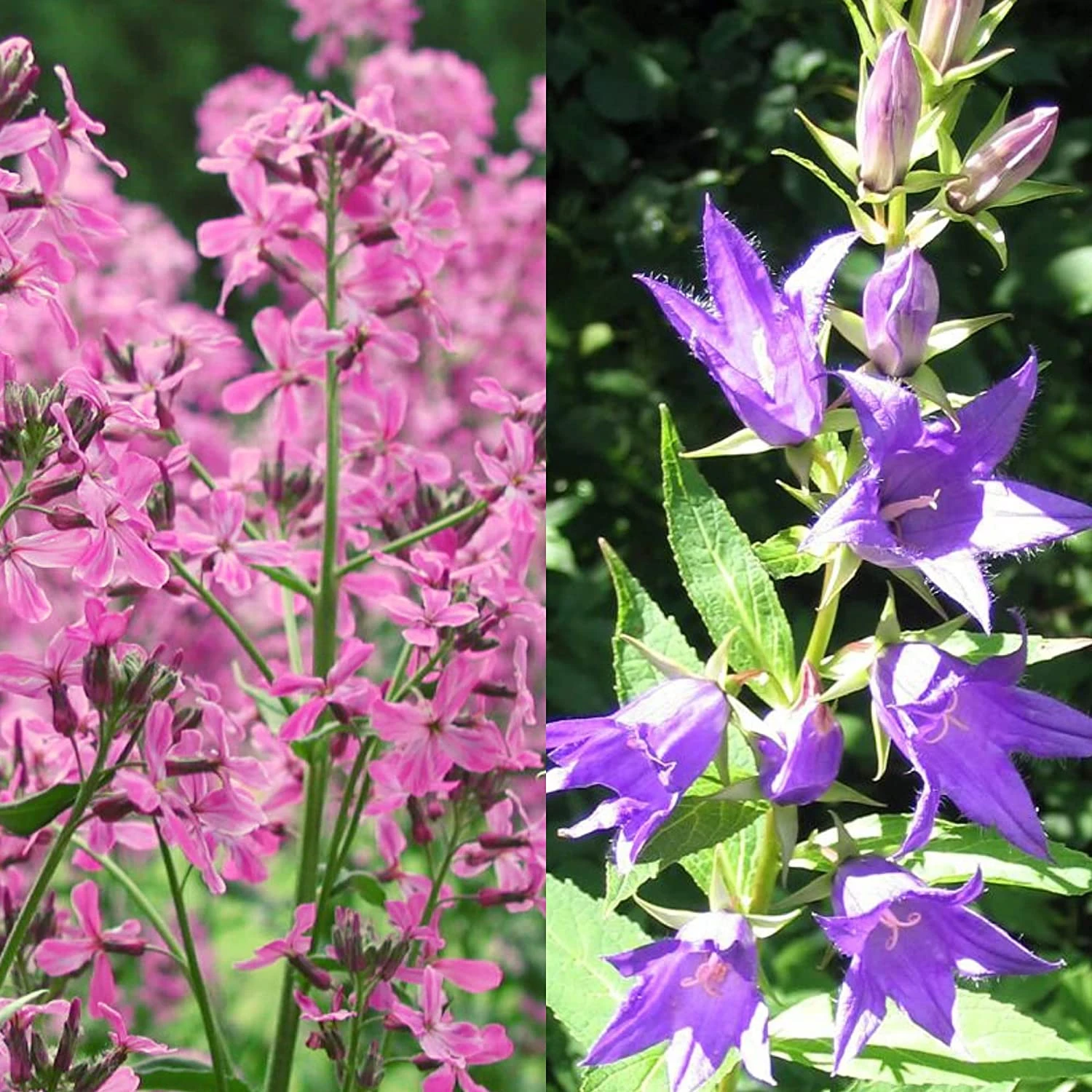 Stauden Bienenweide | BIO Bienenwiese Von Biobalu 2 Stauden Bienenweide | BIO Bienenwiese Von Biobalu – Bild 2