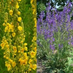 Stauden Bienenweide | BIO Bienenwiese Von Biobalu 10 Stauden Bienenweide | BIO Bienenwiese Von Biobalu -Angebote Pegasus Store 554548 BIO Stauden Bienenweide BB1023 6