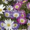 Anemone Mix (50 Stück) | Anemonenknollen Von Sam Van Schooten