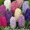 Hyazinthe Orientalis Mix (12 Stück) | Hyazinthenzwiebeln Von Sam Van Schooten
