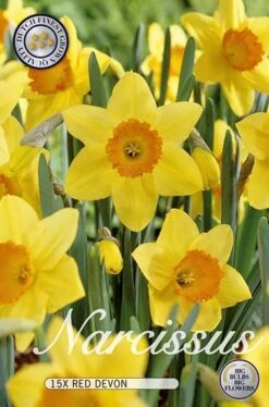Narzisse Red Devon (15 Stück) | Narzissenzwiebeln Von Sam Van Schooten