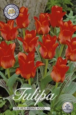 Tulpe Red Riding Hood (20 Stück) | Tulpenzwiebeln Von Sam Van Schooten