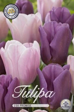 Tulpe Promise (15 Stück) | Tulpenzwiebeln Von Sam Van Schooten