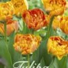 Tulpe Sunlover (20 Stück) | Tulpenzwiebeln Von Sam Van Schooten