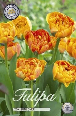 Tulpe Sunlover (20 Stück) | Tulpenzwiebeln Von Sam Van Schooten