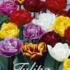 Tulpe Double Mix (15 Stück) | Tulpenzwiebeln Von Sam Van Schooten
