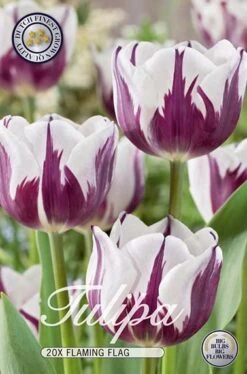 Tulpe Flaming Flag (20 Stück) | Tulpenzwiebeln Von Sam Van Schooten