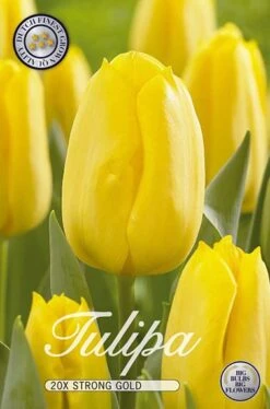 Tulpe Strong Gold (20 Stück) | Tulpenzwiebeln Von Sam Van Schooten