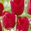 Tulpe Red Impression (20 Stück) | Tulpenzwiebeln Von Sam Van Schooten