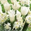 Tulpe/Narzisse White Valley (20 Stück) | Blumenzwiebelmischungen Von Sam Van Schooten