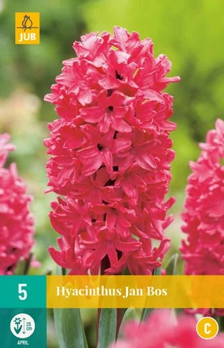 Hyazinthe Jan Bos (5 Stück) | Hyazinthenzwiebeln Von Jub Holland 1 Hyazinthe Jan Bos (5 Stück) | Hyazinthenzwiebeln Von Jub Holland