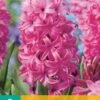 Hyazinthe Pink Pearl (5 Stück) | Hyazinthenzwiebeln Von Jub Holland