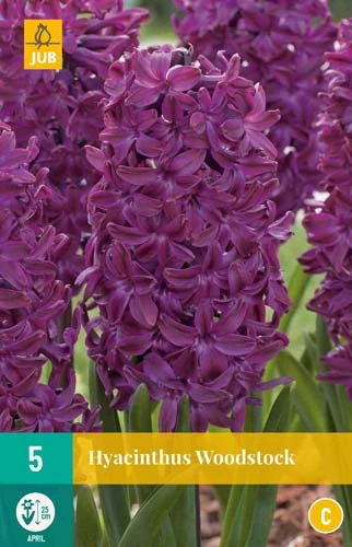 Hyazinthe Woodstock (5 Stück) | Hyazinthenzwiebeln Von Jub Holland 1 Hyazinthe Woodstock (5 Stück) | Hyazinthenzwiebeln Von Jub Holland