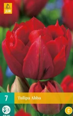 Tulpe Abba (7 Stück) | Tulpenzwiebeln Von Jub Holland