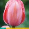Tulpe Design Impression (10 Stück) | Tulpenzwiebeln Von Jub Holland