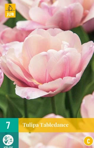 Tulpe Tabledance (7 Stück) | Tulpenzwiebeln Von Jub Holland 1 Tulpe Tabledance (7 Stück) | Tulpenzwiebeln Von Jub Holland