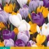 Krokus Grootbloemig Mix (10 Stück) | Krokuszwiebeln Von Jub Holland